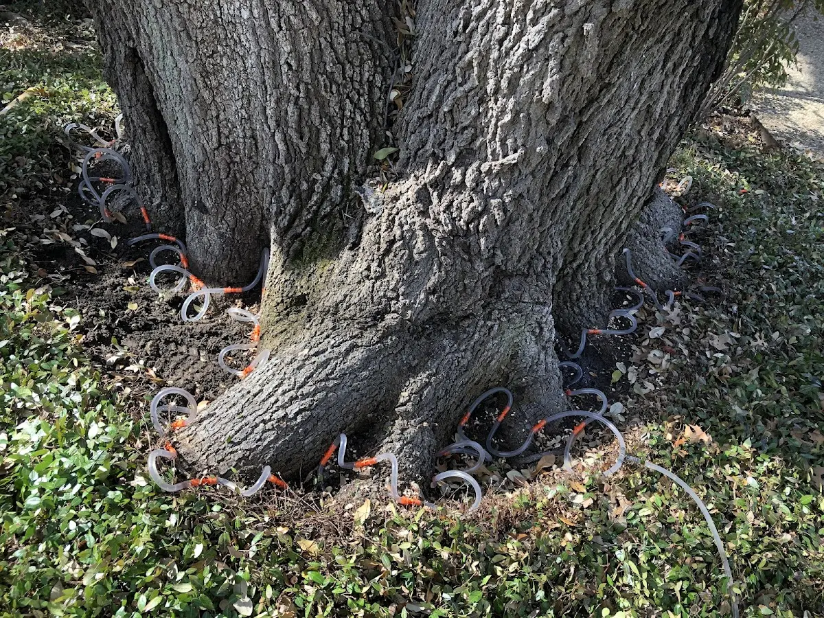Detailed Tree Cabling and Bracing job site in Lillington