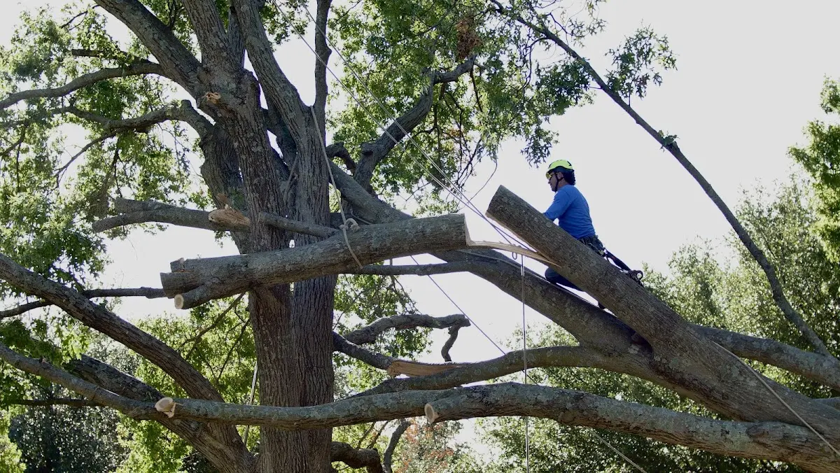 Professional Crown Thinning performed by certified arborists in Lillington