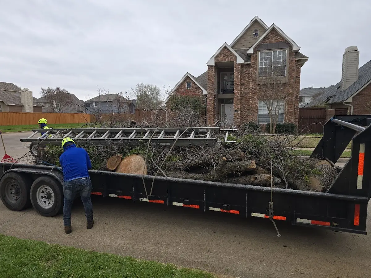 Expert Tree Pest Control with proper safety equipment in Lillington